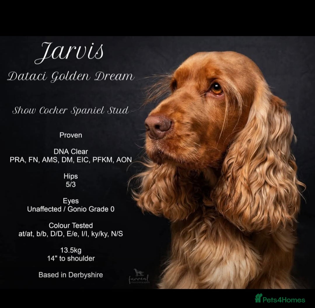 Cocker Spaniel dogs for sale: KC registered show cockers dna tested parents - Image 9