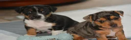 Patterjack dogs for sale: Jack Russell x Patterjack puppies - Advert 8