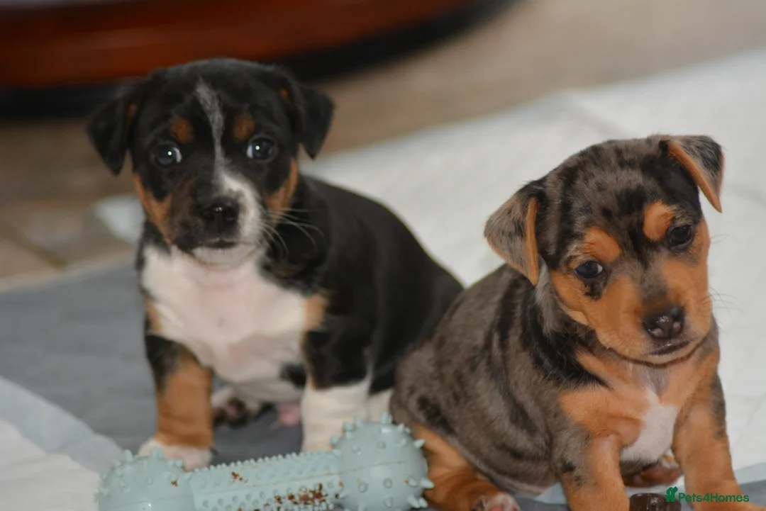 Patterjack dogs for sale: Jack Russell x Patterjack puppies - Advert 8