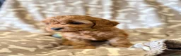 Cavapoo dogs for sale: Extensively health tested Toy F1 Cavapoo puppies - Advert 11