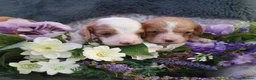 Cavapoo dogs for sale: Cavapoo in Manchester - Advert 4