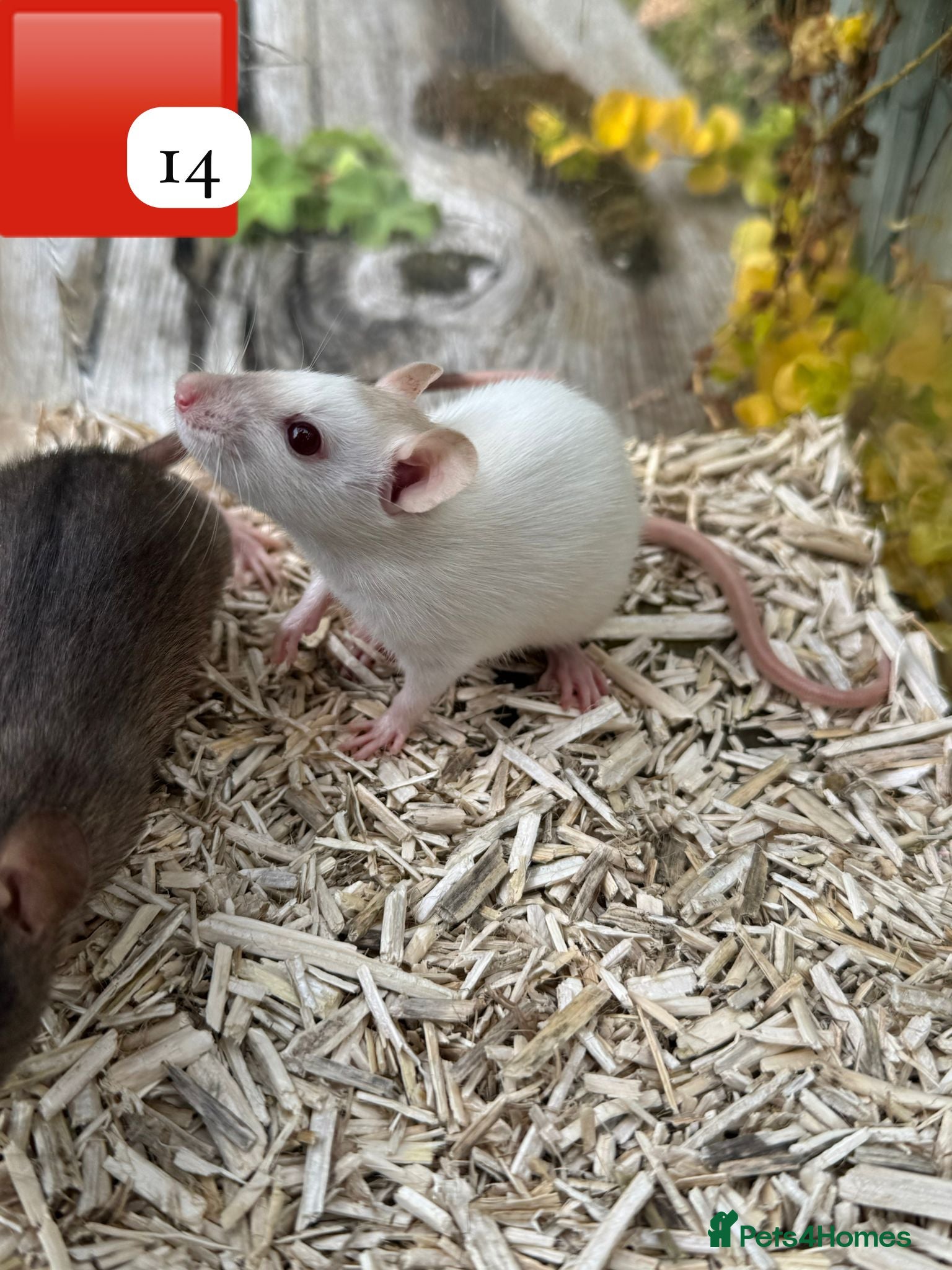 Rat rodents Beautiful full size and dwarf rats  - Advert 13