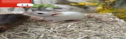Rat rodents for sale: Beautiful full size and dwarf rats  - Advert 2
