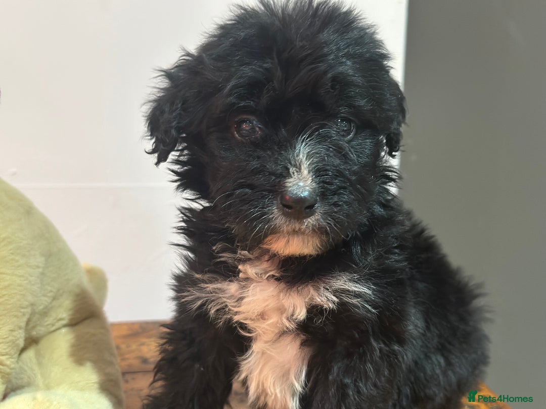 Bernedoodle dogs for sale: F1 BERNADOODLE BOYS AND GIRLS - Advert 24