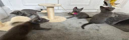 Russian Blue cats for sale: Russian Blue Kittens  - Advert 20
