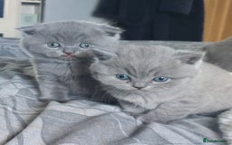 British Shorthair cats for sale: British shorthair/scottish fold cross kittens - Image 2