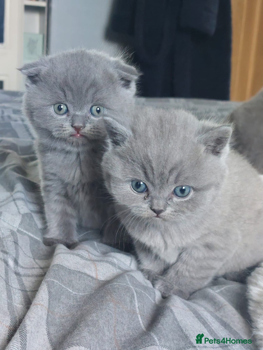 British Shorthair cats for sale: British shorthair/scottish fold cross kittens - Image 2