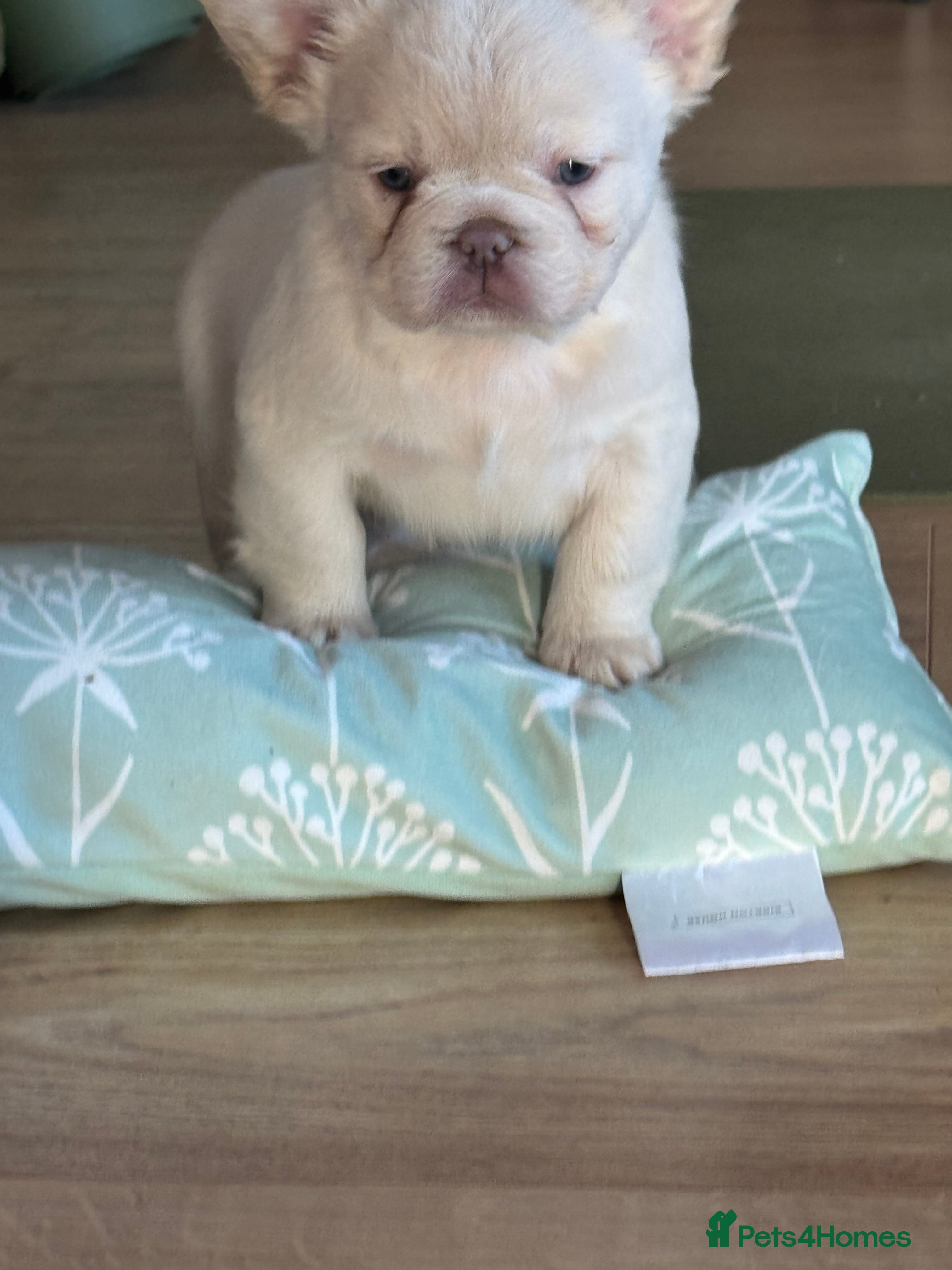 French Bulldog dogs Fluffy french bulldogs READ DESCRIPTION  - Advert 17