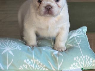 French Bulldog dogs Fluffy french bulldogs READ DESCRIPTION - Advert 17