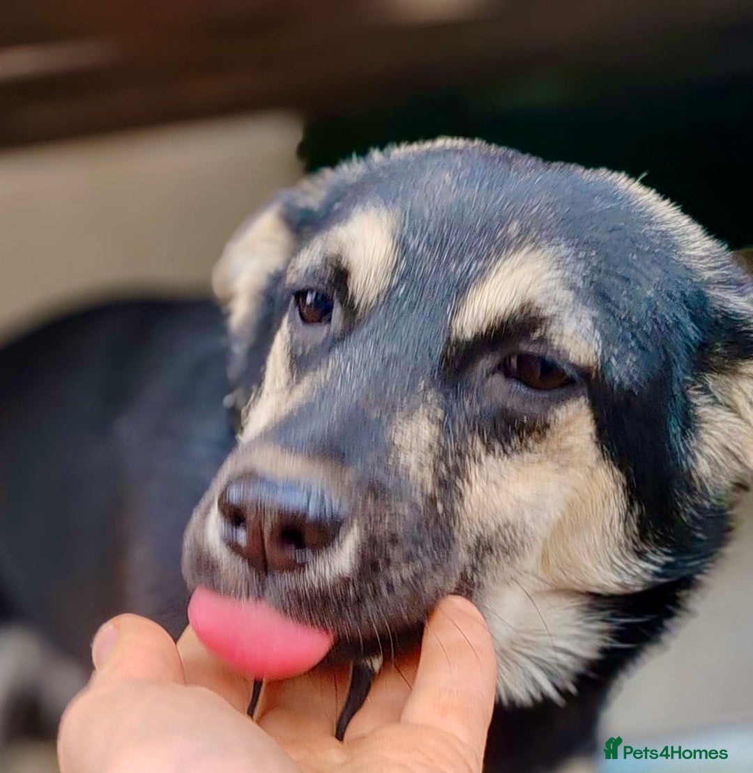 German Shepherd dogs for adoption: Luna – Left to Freeze, But Still Held On - Image 6