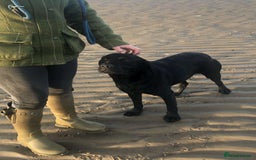 Cockerdor dogs for sale: 9 gorgeous cockerdor puppies  - Image 12