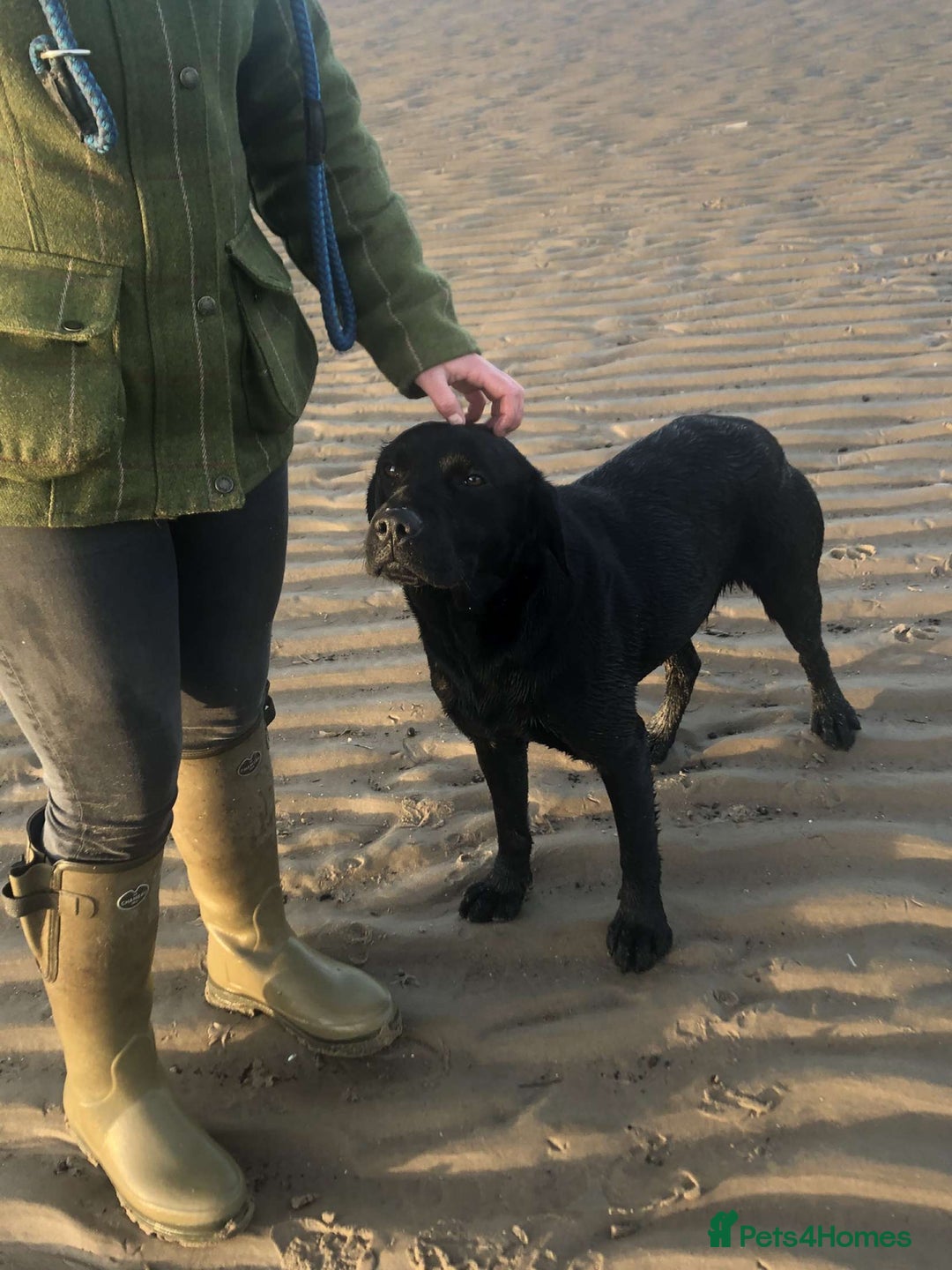 Cockerdor dogs for sale: 9 gorgeous cockerdor puppies  - Image 12