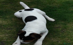 Mixed Breed dogs for sale: Parsons Russell Jack Russell Hybrid Puppy (Cooper) - Image 4