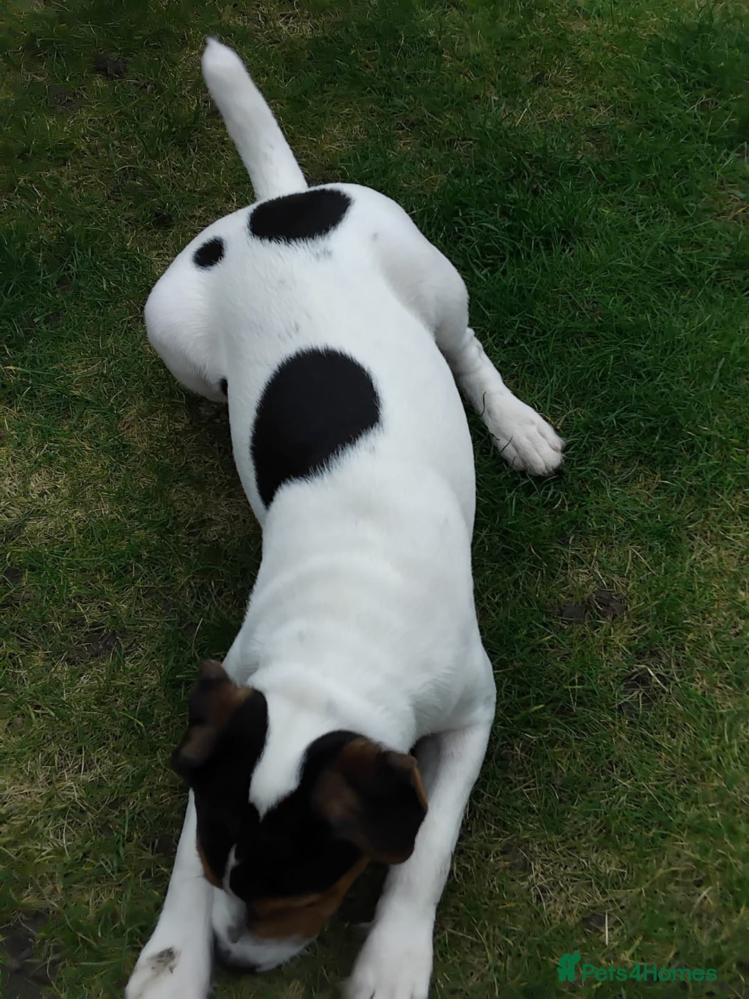 Mixed Breed dogs for sale: Parsons Russell Jack Russell Hybrid Puppy (Cooper) - Image 4