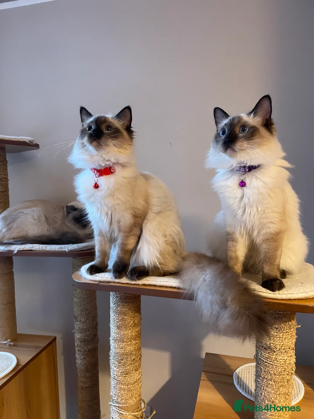 Ragdoll cats for sale: Beautiful Ragdoll boys - Advert 8