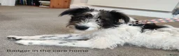 Lurcher dogs for sale: Soppy Bedlington Whippet lurcher puppies  - Advert 32