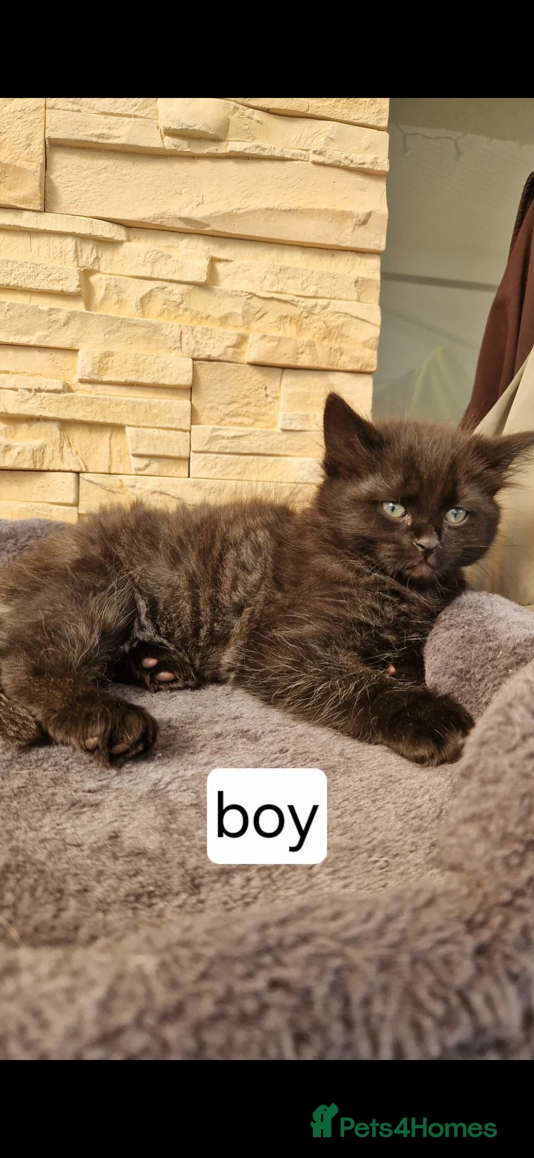 Mixed Breed cats for sale: Kittens  - Advert 12