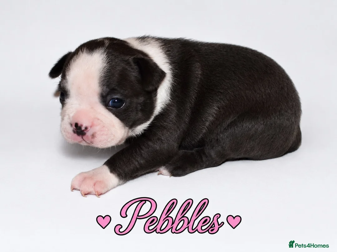 Boston Terrier dogs for sale: KC registered Boston Terrier Puppies  in Swanage - Advert 27
