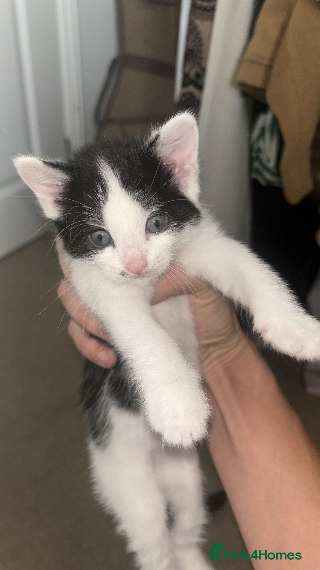 Mixed Breed cats for sale: Black & White mixed breed - Image 5