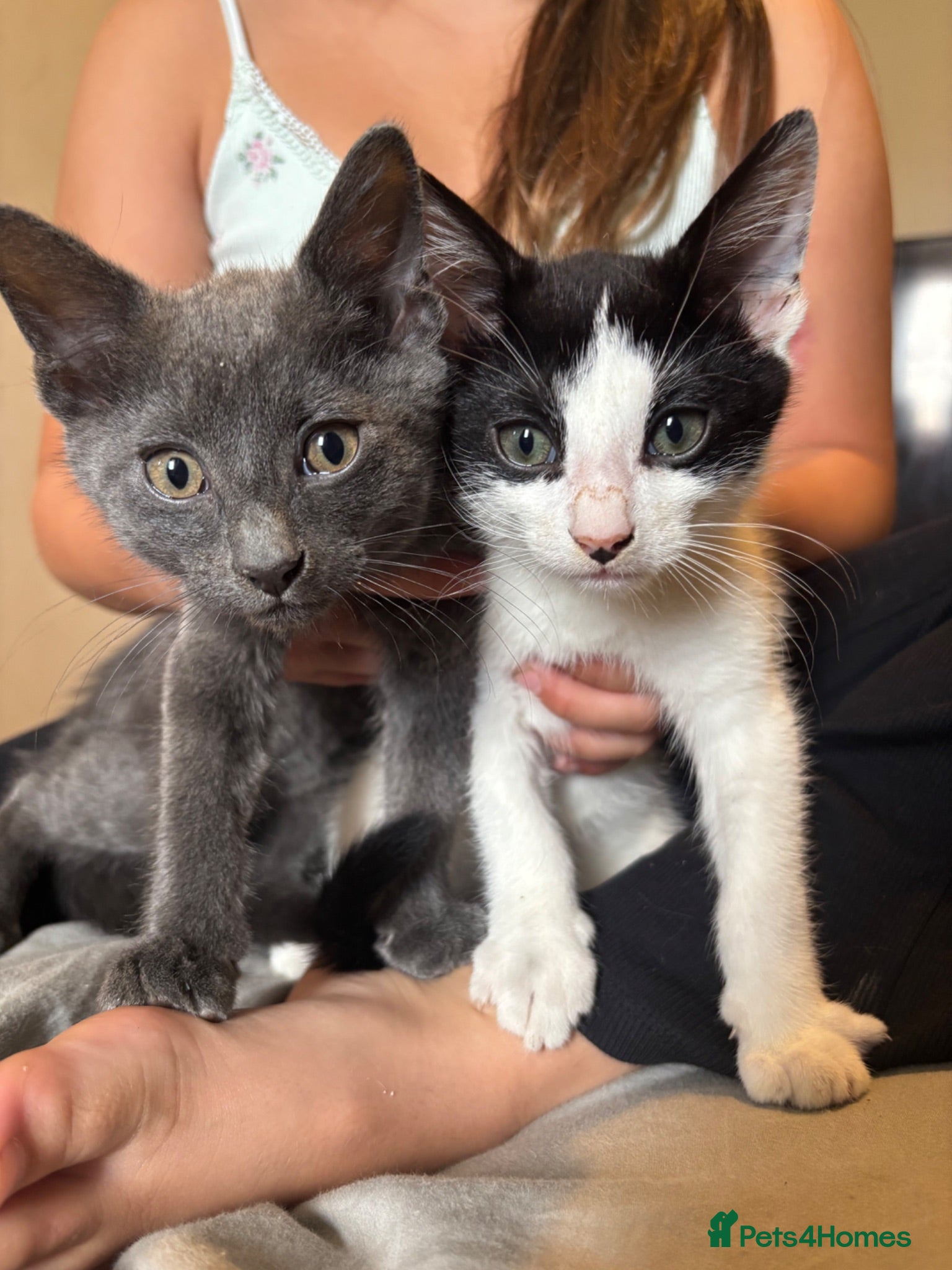 British Shorthair cats Kittens for sale  - Advert 18