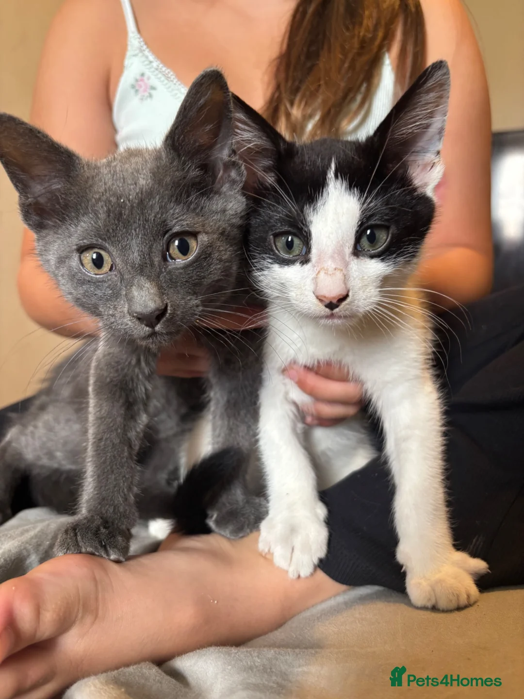 British Shorthair cats for sale: Kittens for sale  - Advert 1