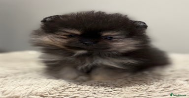 Pomeranian dogs KC Black&Tan Pom puppies ONE PUP LEFT 🤩 🧡🖤 - Advert 2