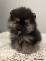 Pomeranian dogs KC Black&Tan Pom puppies ONE PUP LEFT 🤩 🧡🖤 - Advert 2