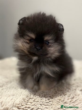 Pomeranian dogs KC Black&Tan Pom puppies stunning 🤩 🧡🖤 - Advert 9
