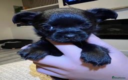 Chihuahua dogs for sale: Chihuahuas  - Image 2