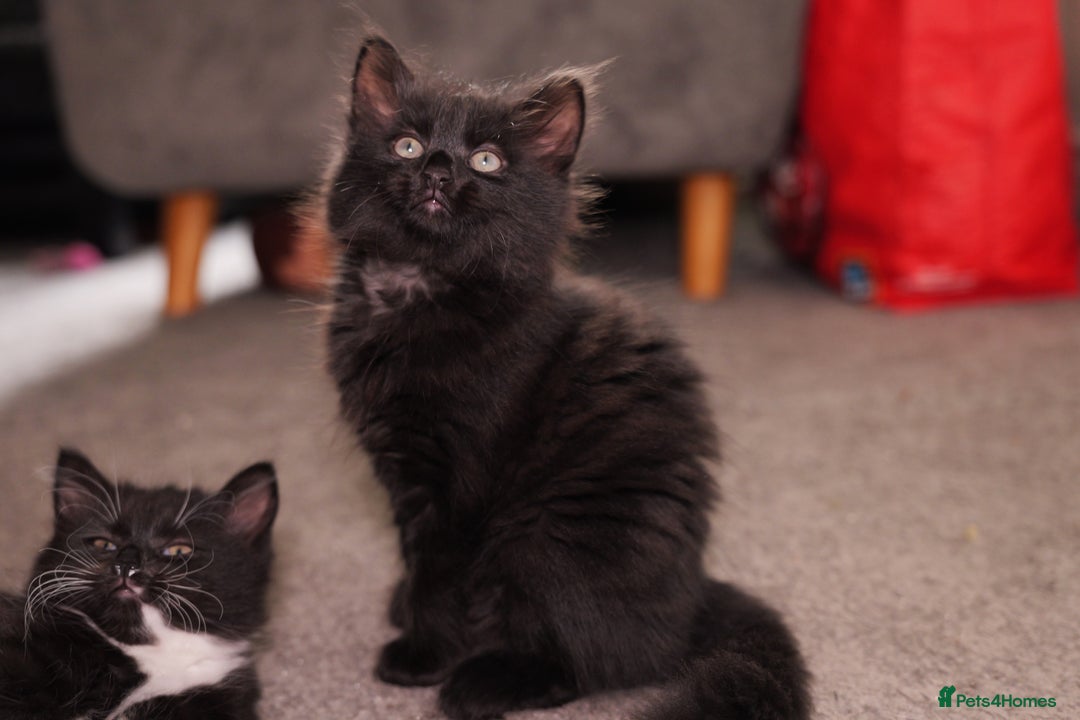 Turkish Angora cats for sale: Playful, Socialised Kittens Seeking Loving Home - Advert 7