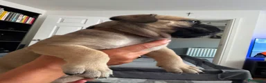 Bullmastiff 8