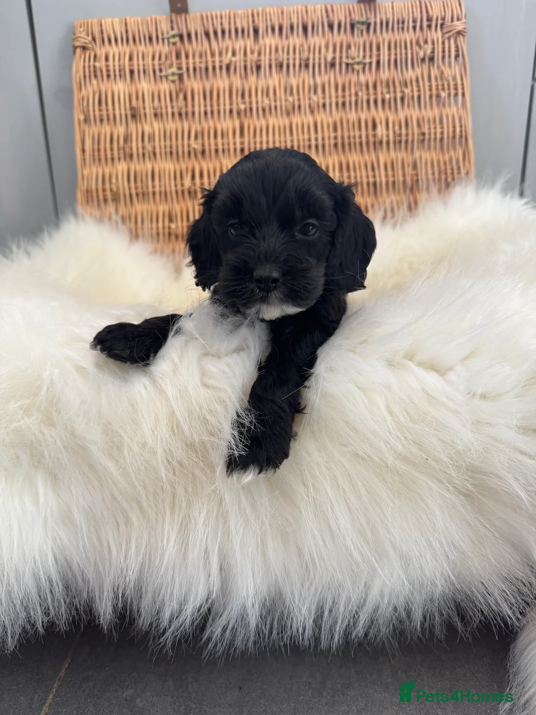 Cockapoo dogs for sale: 🐶🤍 ADORABLE F1 COCKAPOO PUPPYS 🤍🐶 - Advert 11