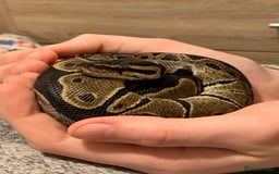 Python Snake reptiles for sale: Adult Male Royal (Ball) Python + Set Up - Advert 6