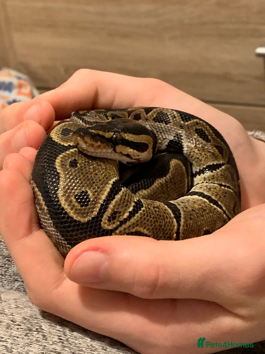 Python Snake reptiles for sale: Adult Male Royal (Ball) Python + Set Up - Advert 6