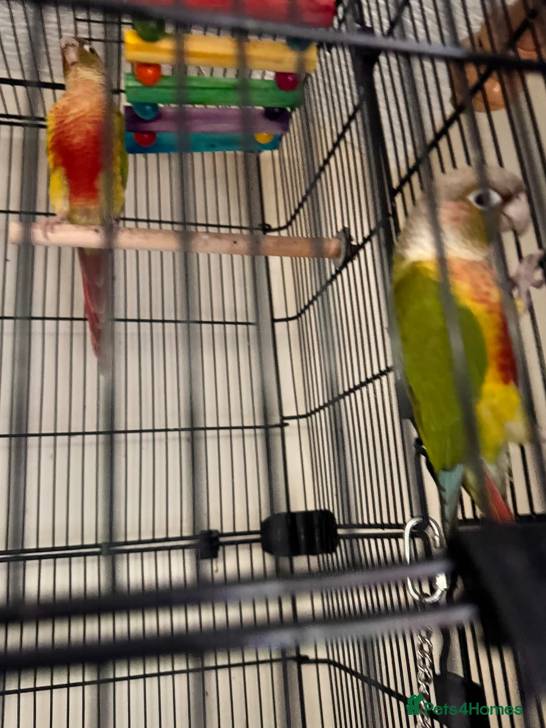 Conures birds for sale: Pineapple cheek conures for sale  - Advert 3