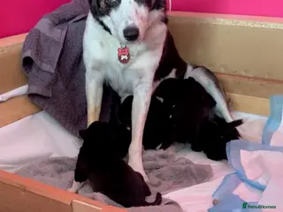 Border Collie dogs Two Border Collie girls - Advert 2