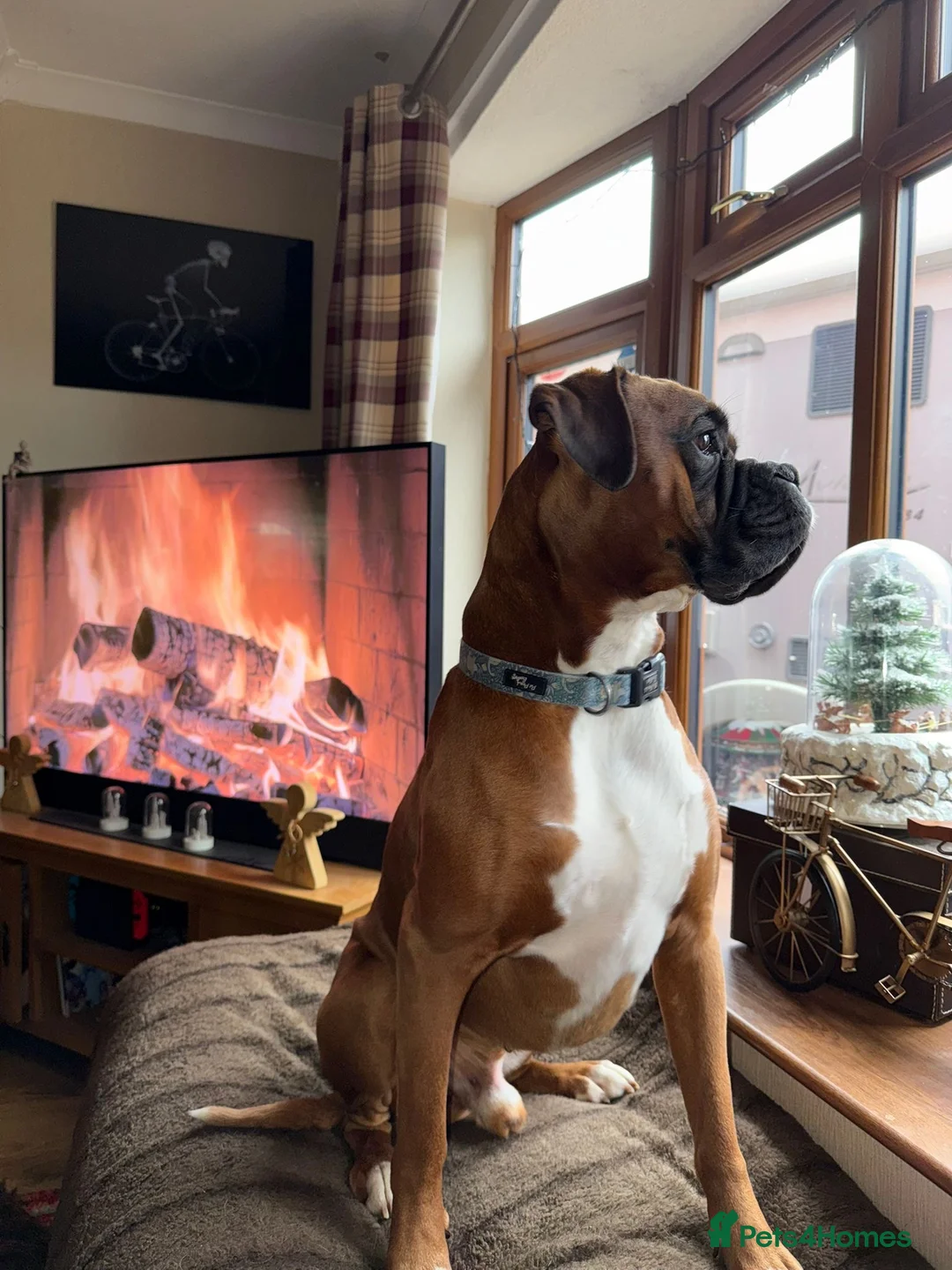 Boxer dogs for stud: Boxer for stud - Advert 6