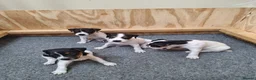 Jack Russell dogs for sale: Jack Russell Terrier Puppies for Sale - Advert 3