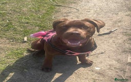 Mixed Breed dogs for sale: Labrador cross staff - Image 1