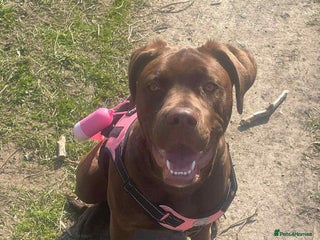 Mixed Breed dogs - Advert 21