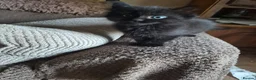 Mixed Breed cats for sale: 2 boys and a little girl - Advert 5