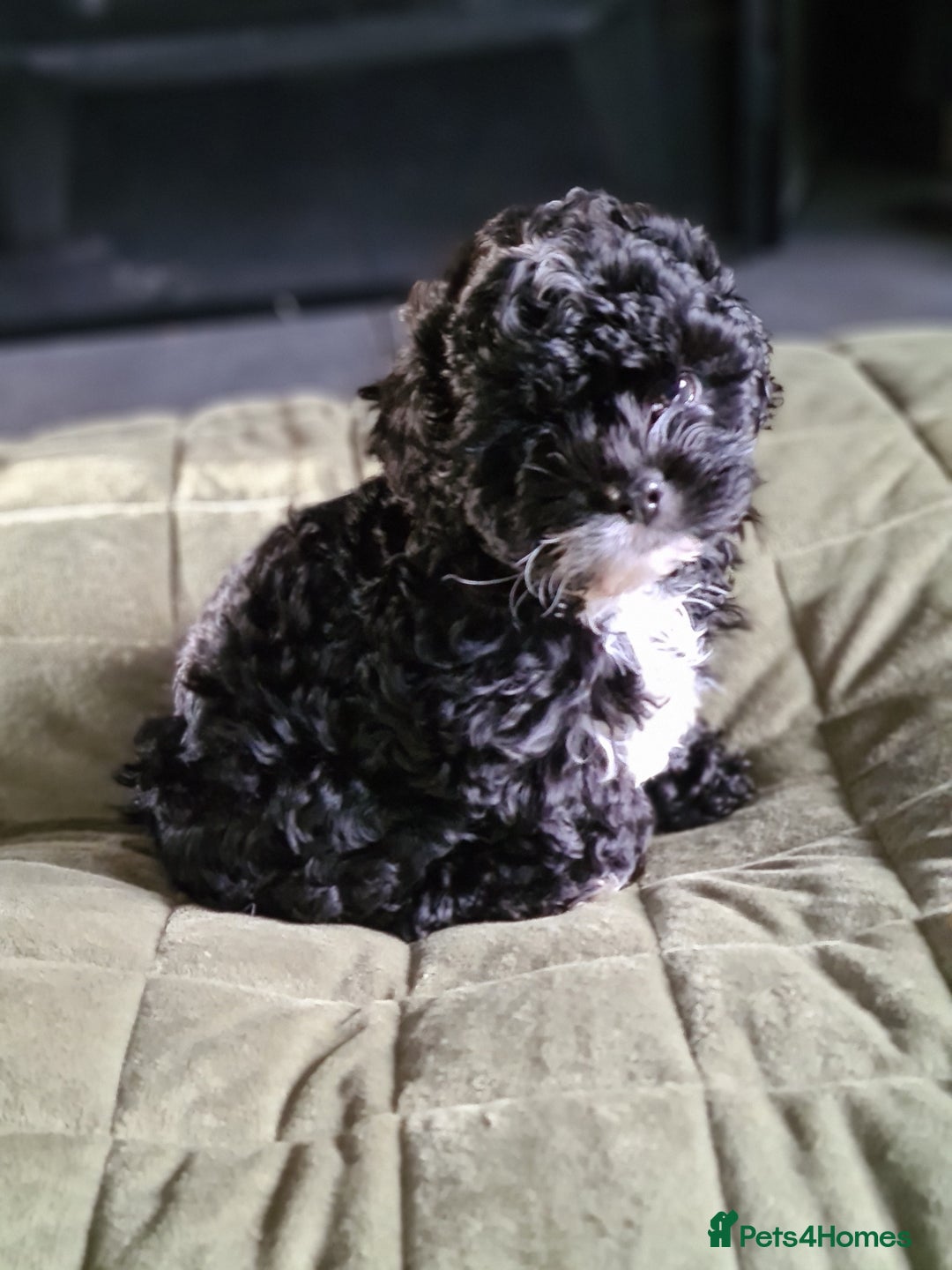 Shihpoo dogs for sale: 6 shihpoo puppy's got sale  - Advert 4