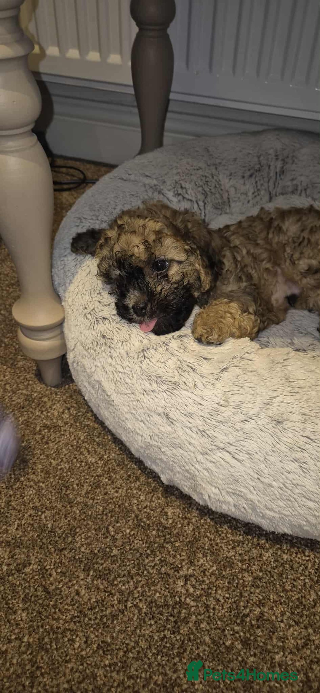 Shihpoo dogs for sale: TEDDYBEAR SHIHPOO PUPPY READY FOR HIS FOREVER HOME - Image 3