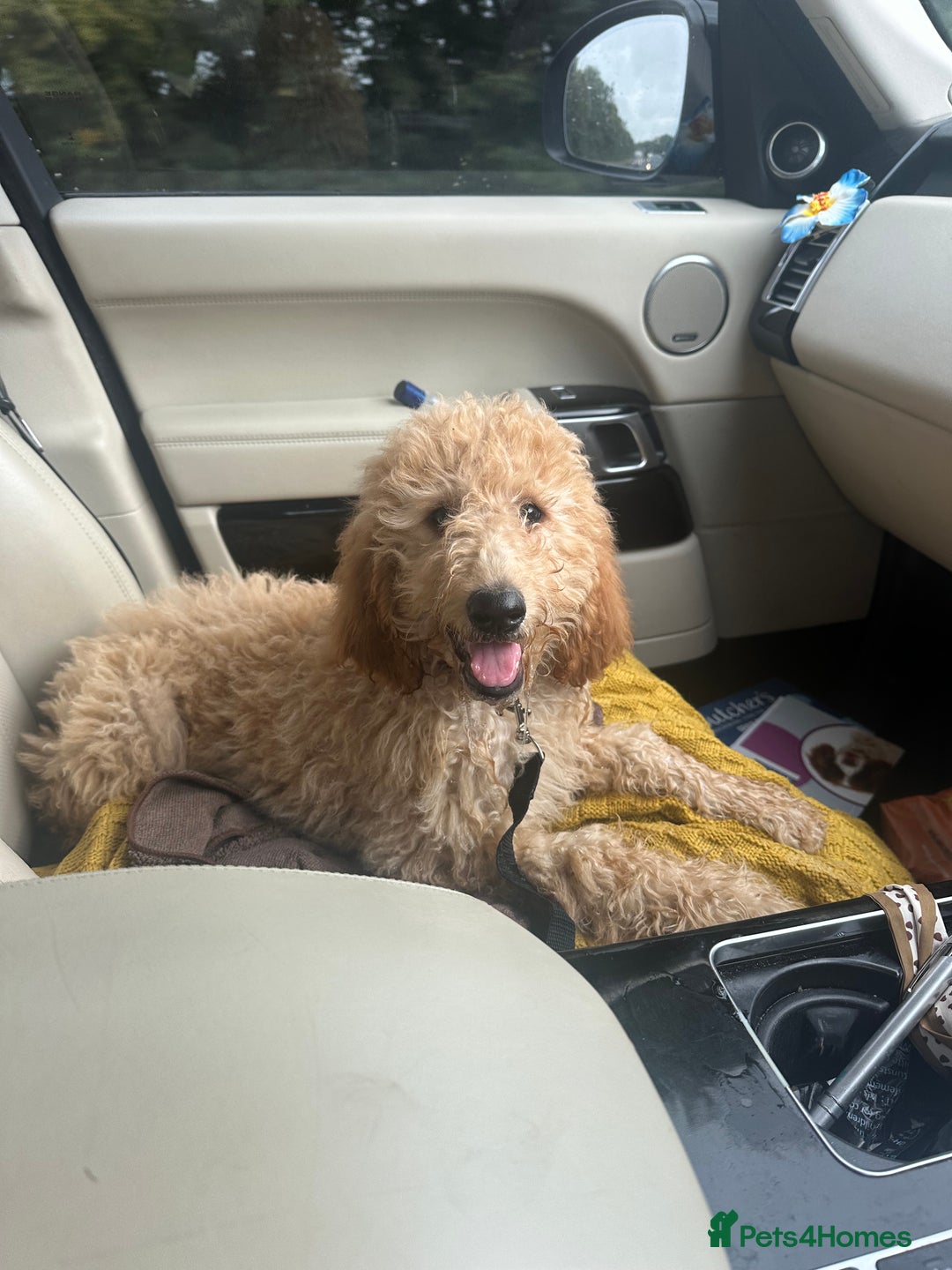 Goldendoodle dogs for sale: Golden doodle ready for her forever home  - Image 5
