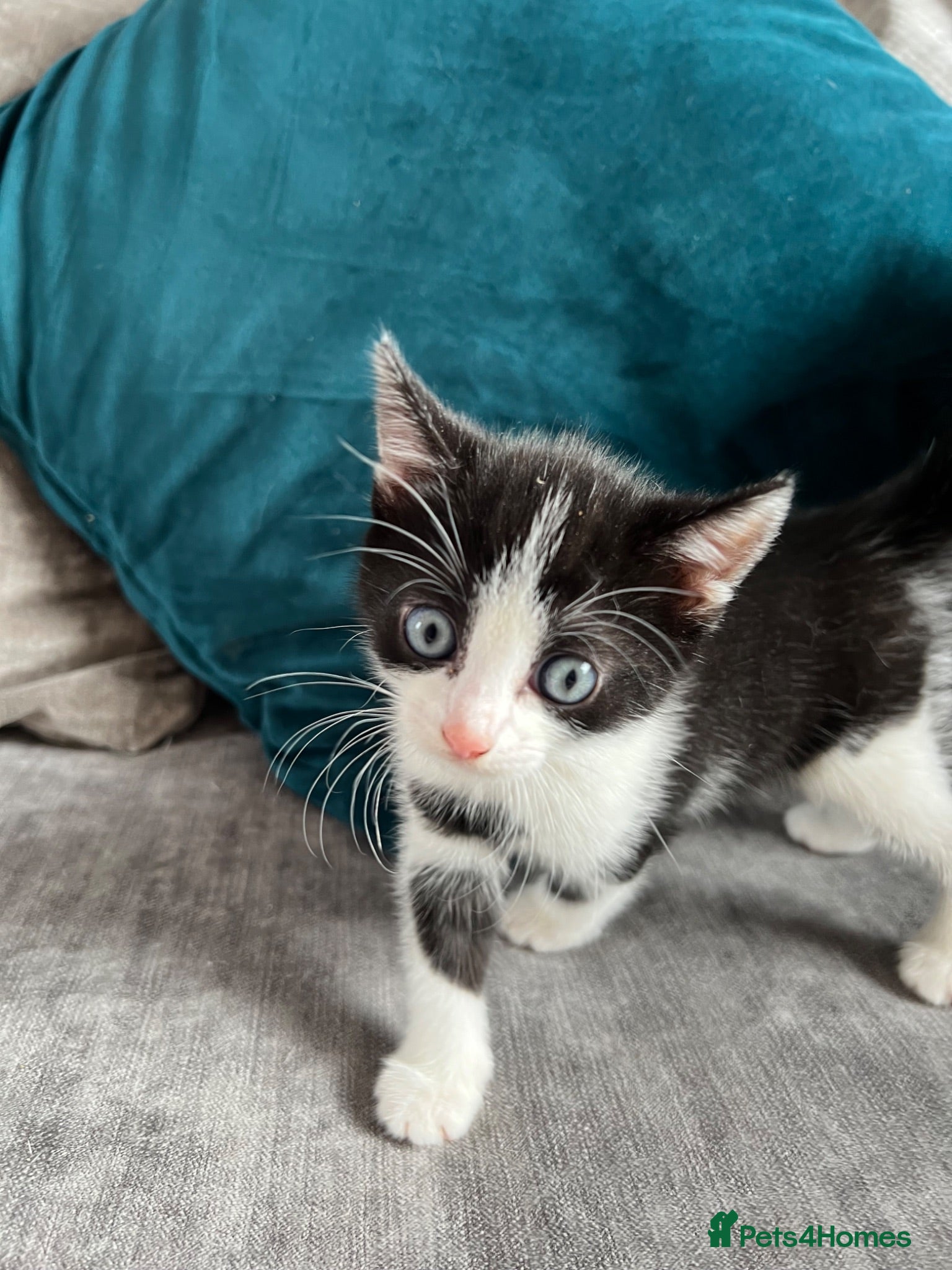 Mixed Breed cats 2 Gorgeous Female Kittens  - Advert 17