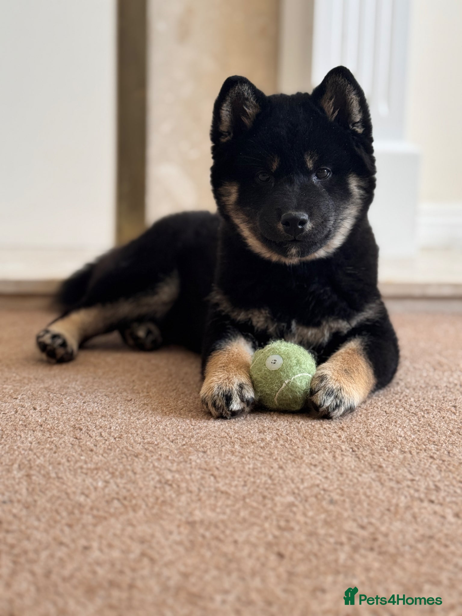 Japanese Shiba Inu dogs Champion Bloodline Shiba Inu Puppies  - Advert 2
