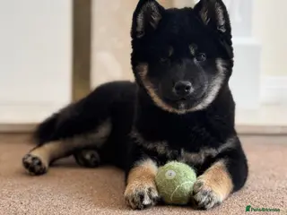 Japanese Shiba Inu dogs Champion Bloodline Shiba Inu Puppies - Advert 1