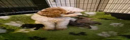 Cavapoo dogs for sale: F2 Cavapoo pups. DNA Health tested parents.  - Advert 2