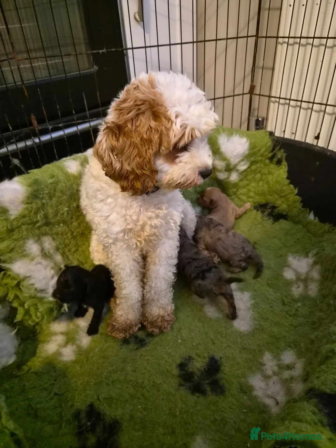 Cavapoo dogs for sale: F2 Cavapoo pups. DNA Health tested parents.  - Advert 2