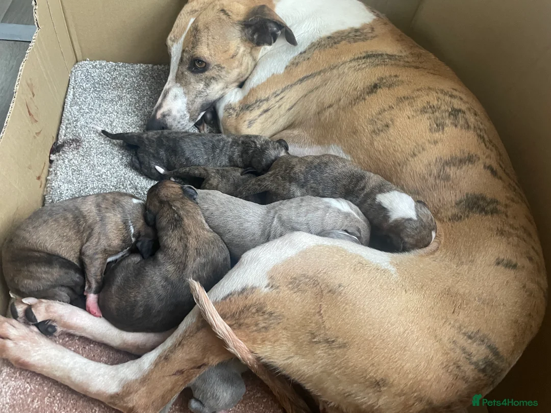 Whippet dogs for sale: Whippet pups for sale - Advert 1